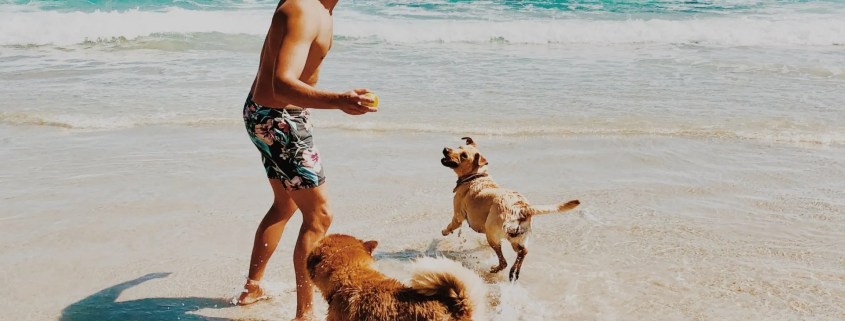 A happy man plays on the beach with his dogs