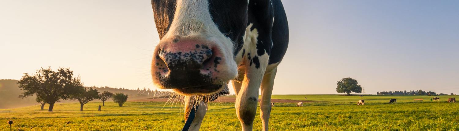 Finding skilled dairy farmers