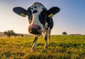 Hiring International Workers for Dairy Farms in Australia